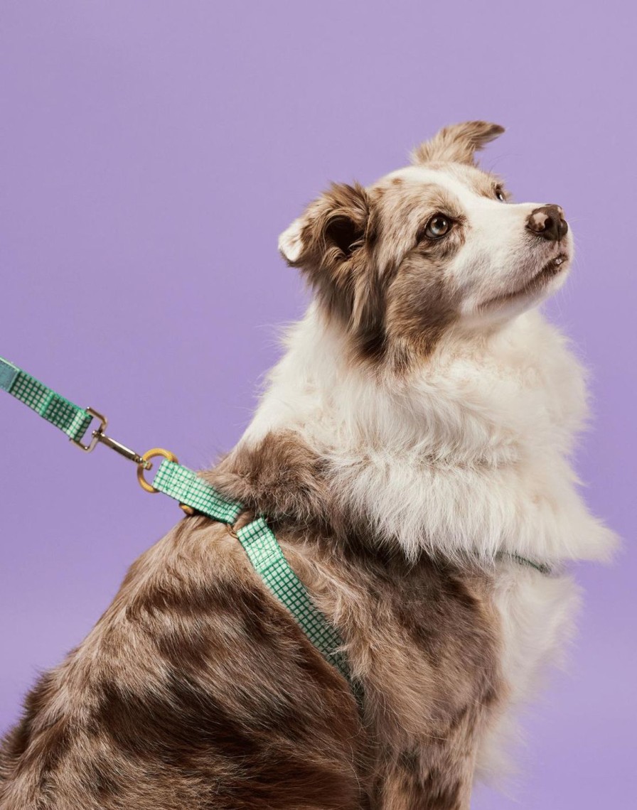 Pets The Somewhere Co | Marseille Pet Harness