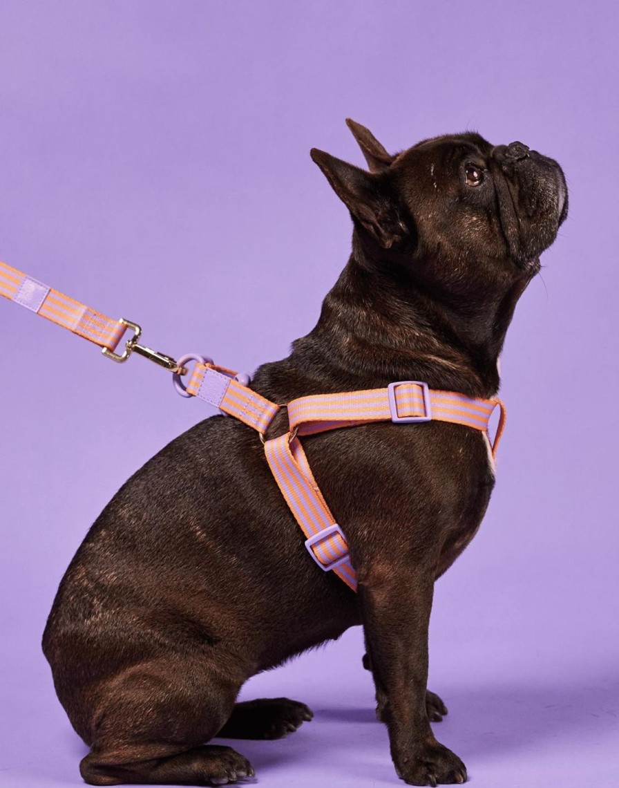 Pets The Somewhere Co | Lady Marmalade Pet Harness